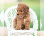 Small #5 Poodle (Toy)