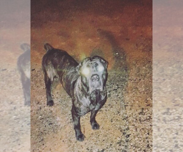 Medium Photo #1 Cane Corso Puppy For Sale in CROSS HILL, SC, USA