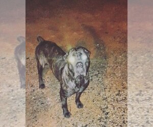 Medium Cane Corso
