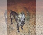 Puppy Puppy 1 Cane Corso