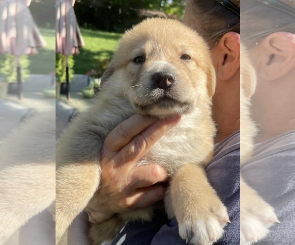 Medium Photo #1 Siberian Husky-Unknown Mix Puppy For Sale in Holly Springs, NC, USA