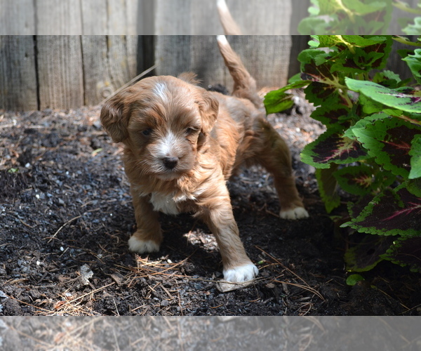 Medium Photo #4 Cavapoo-Poodle (Toy) Mix Puppy For Sale in GREENWOOD, WI, USA