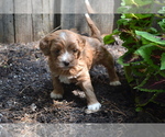 Small #3 Cavapoo-Poodle (Toy) Mix