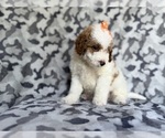 Small #8 Cavapoo (Miniature)