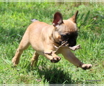 Small Photo #18 French Bulldog Puppy For Sale in WINNSBORO, TX, USA