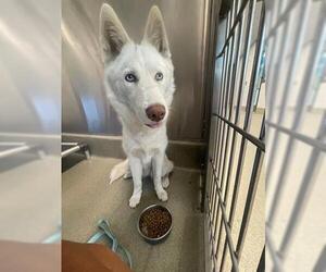 Siberian Husky Dogs for adoption in San Martin, CA, USA