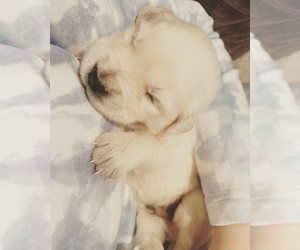 English Cream Golden Retriever Puppy for sale in ELK GROVE, CA, USA