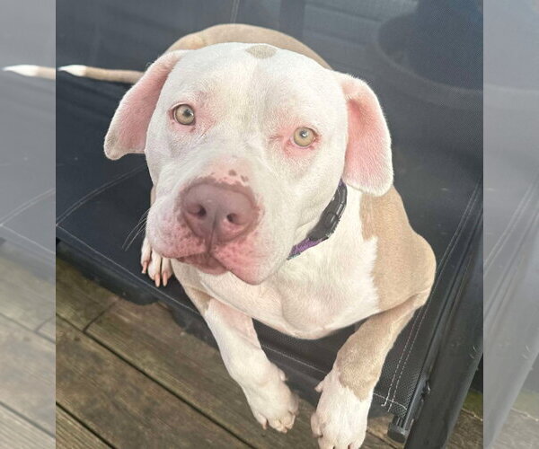 Medium Photo #6 American Pit Bull Terrier-Unknown Mix Puppy For Sale in Germantown, OH, USA