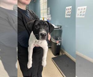 Labrador Retriever-Unknown Mix Dogs for adoption in Newton, NC, USA