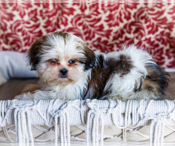 Medium Photo #13 Shih Tzu Puppy For Sale in WAKARUSA, IN, USA