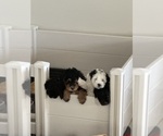 Small Photo #30 Miniature Bernedoodle Puppy For Sale in AUBURNDALE, FL, USA