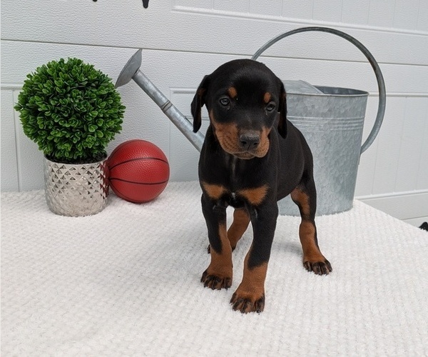 Medium Photo #80 Doberman Pinscher Puppy For Sale in GOSHEN, IN, USA