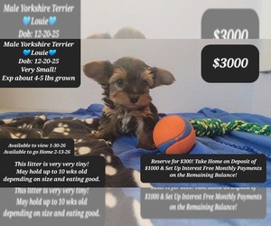 Yorkshire Terrier Puppy for sale in TUCSON, AZ, USA