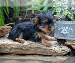 Small #2 Yorkshire Terrier