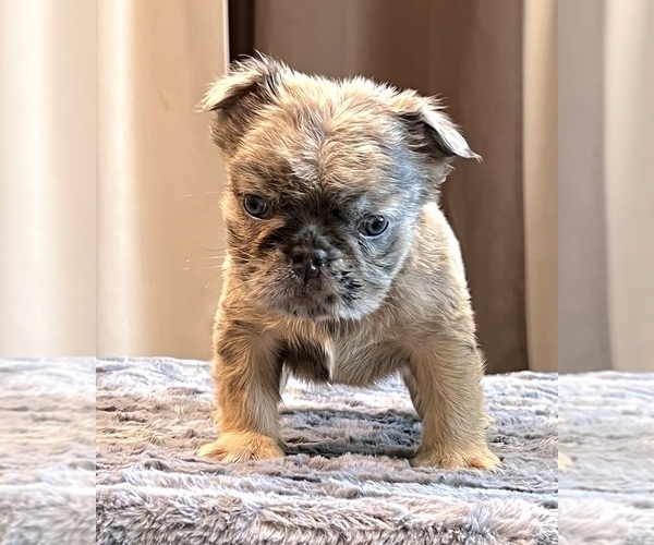 Medium Photo #22 English Bulldog Puppy For Sale in VIRGINIA BEACH, VA, USA