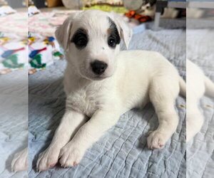 Australian Shepherd-Jack Russell Terrier Mix Dogs for adoption in Cave Creek, AZ, USA