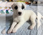 Santana - Male Australian Shepherd-Jack Russell Terrier Mix Dog for Adoption - Small photo