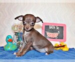 Puppy Symbra Chihuahua