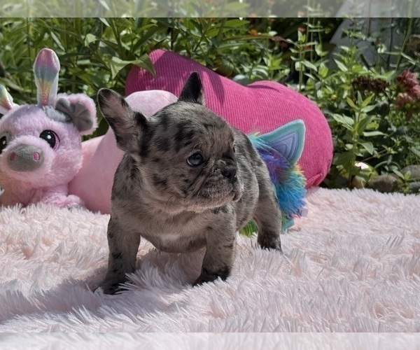 Medium Photo #28 French Bulldog Puppy For Sale in LEHIGH ACRES, FL, USA