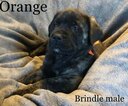 Small Photo #6 Mastiff Puppy For Sale in MANSFIELD, OH, USA