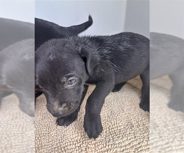 Medium Photo #1 Mutt Puppy For Sale in Houston, TX, USA