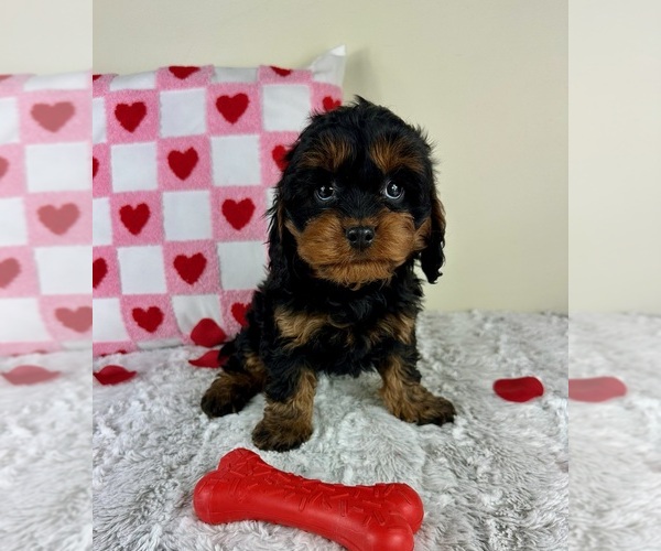 Medium Photo #5 Cavapoo Puppy For Sale in GREENFIELD, IN, USA