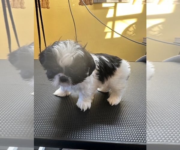 Medium Photo #4 ShihPoo Puppy For Sale in WOODLEAF, NC, USA