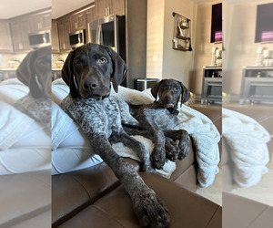 German Shorthaired Pointer Puppy for sale in FALLBROOK, CA, USA