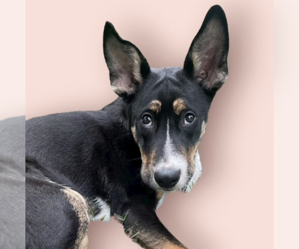 Medium Photo #1 Mutt Puppy For Sale in Rockville, MD, USA