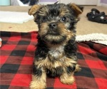 Small #5 Yorkshire Terrier