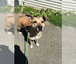 Small #4 American Staffordshire Terrier Mix