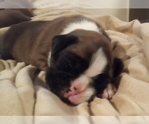 Medium Boxer