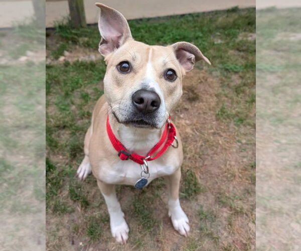 Medium Photo #4 American Pit Bull Terrier-Rat Terrier Mix Puppy For Sale in Cary, NC, USA