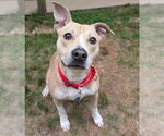 Small #3 American Pit Bull Terrier-Rat Terrier Mix