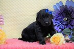 Small Photo #3 Golden Labrador Puppy For Sale in FREDERICKSBG, OH, USA