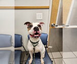 Small #11 Staffordshire Bull Terrier Mix
