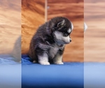 Small #4 Pomsky