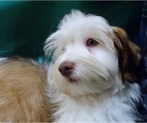 Havanese Puppy for sale in FENTON, MO, USA