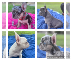French Bulldog Puppy for sale in BAKERSFIELD, CA, USA