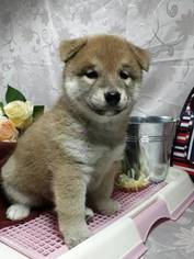 Shiba Inu Puppy for sale in LAS VEGAS, NV, USA