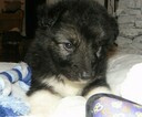 Small #3 German Shepherd Dog