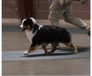 Father of the Miniature American Shepherd puppies born on 06/25/2025