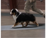 Small Photo #1 Miniature American Shepherd Puppy For Sale in GARYSBURG, NC, USA
