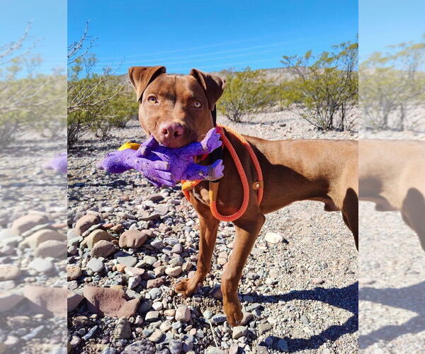 Medium Photo #2 Chocolate Labrador retriever-Unknown Mix Puppy For Sale in Williamsburg, NM, USA