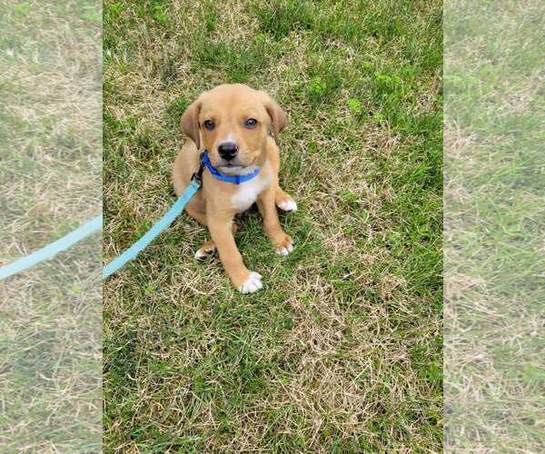 Medium Photo #5 Puggle Puppy For Sale in pomfret, CT, USA