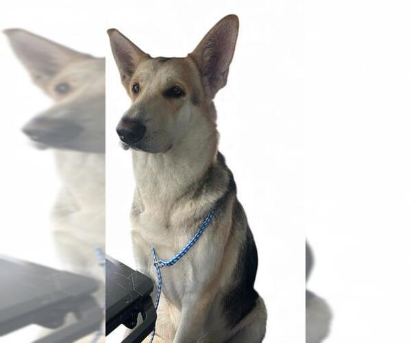 Medium Photo #1 German Shepherd Dog Puppy For Sale in Lodi, CA, USA