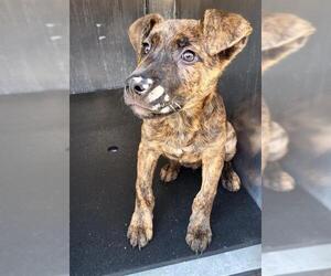 American Staffordshire Terrier-Unknown Mix Dogs for adoption in San Antonio, TX, USA