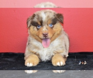 Australian Shepherd Puppy for sale in EASTON, MO, USA