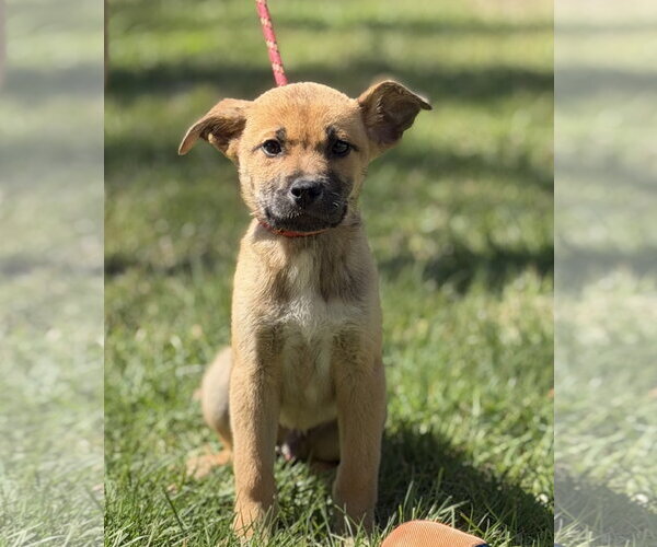 Medium Photo #4 Mutt Puppy For Sale in Yardley, PA, USA