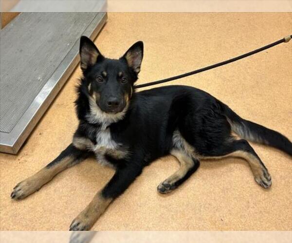 Medium Photo #1 German Shepherd Dog Puppy For Sale in Martinez, CA, USA